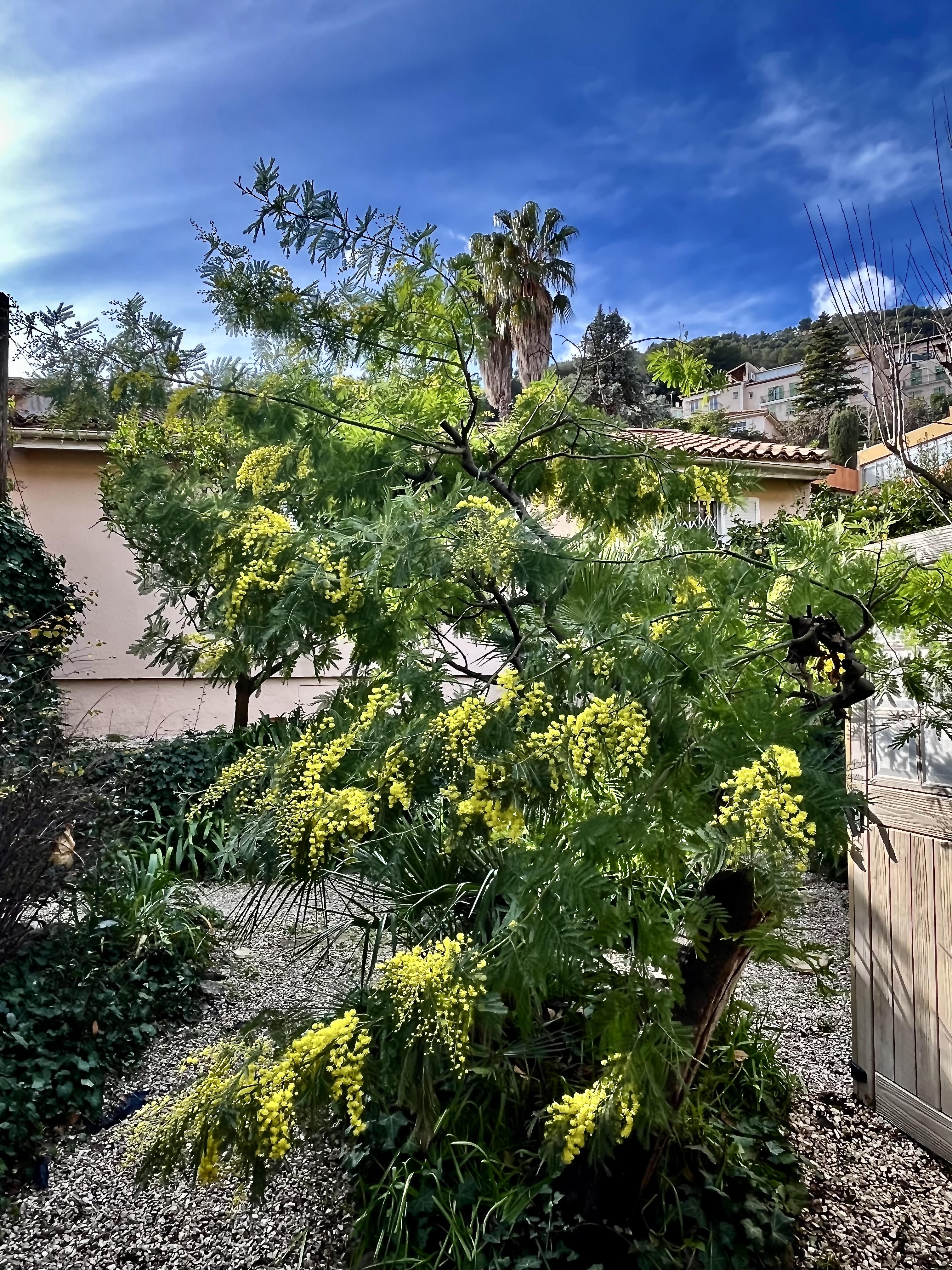 Mimosa in Cap Martin