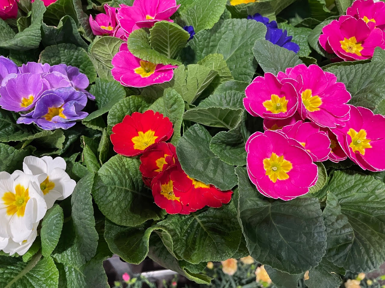 Colorful primroses in bloom at the Antibes market.