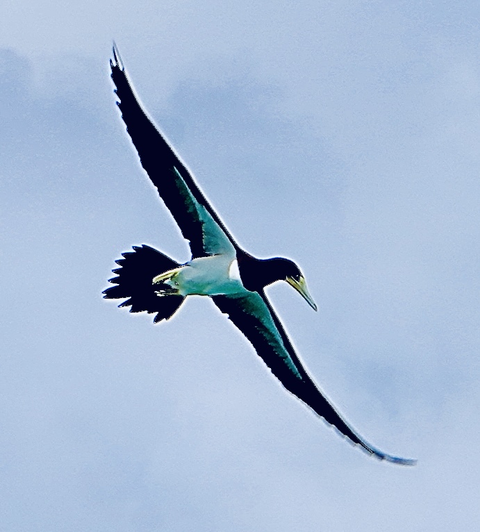 A Brown footed Booby soaring with wings spread against a pale sky.