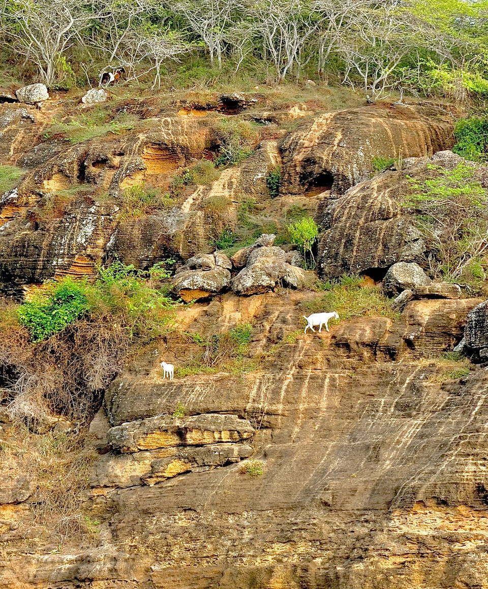 Goats on a rocky hillside in Antigua.