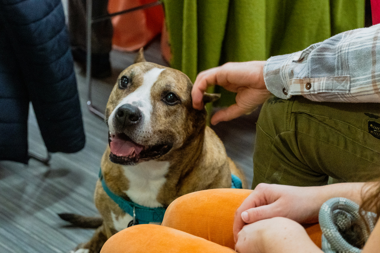 Taffy and Pretty Girl Celebrate Anti-Cruelty's 127th Birthday