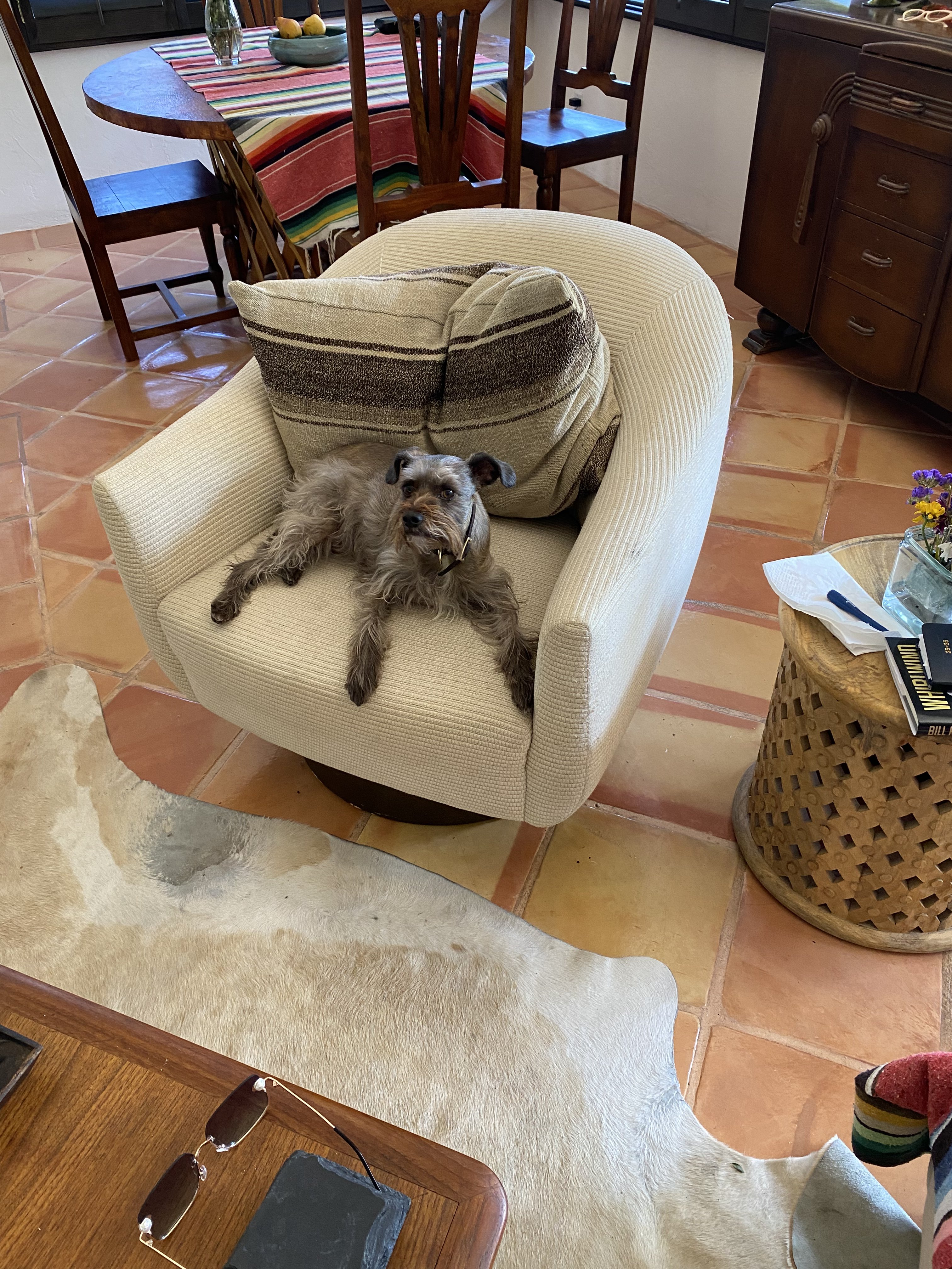 Benny, the Casa Verde dog