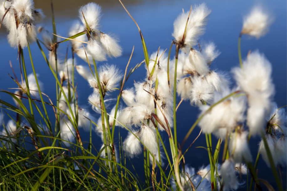 From Field to Linen: In the Beginning, Flax