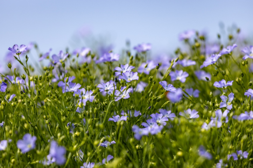 Flax fields in bloom