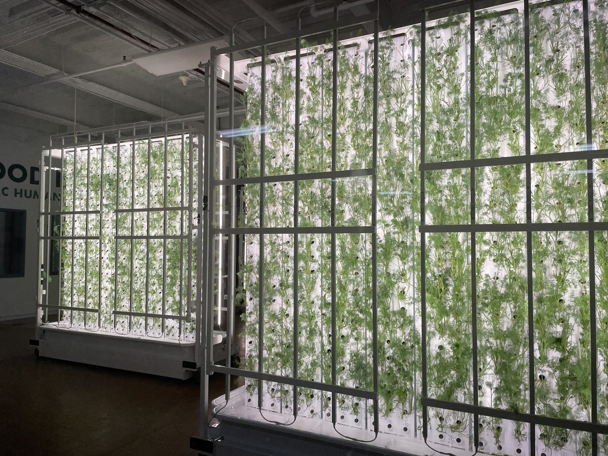 Hydroponics lab with basil and dill growing