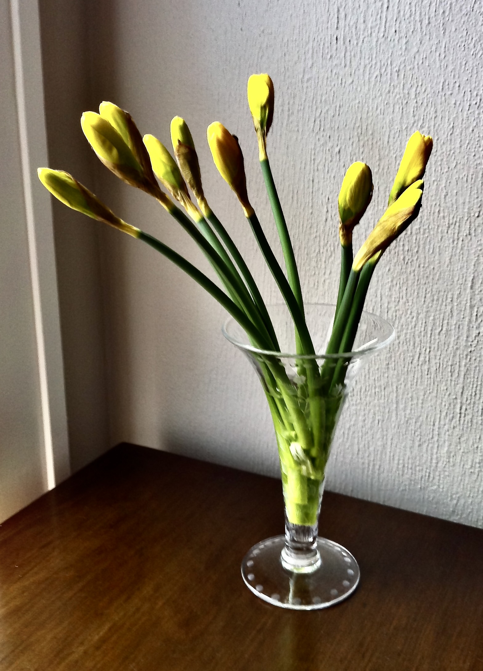 Daffodils in a vase