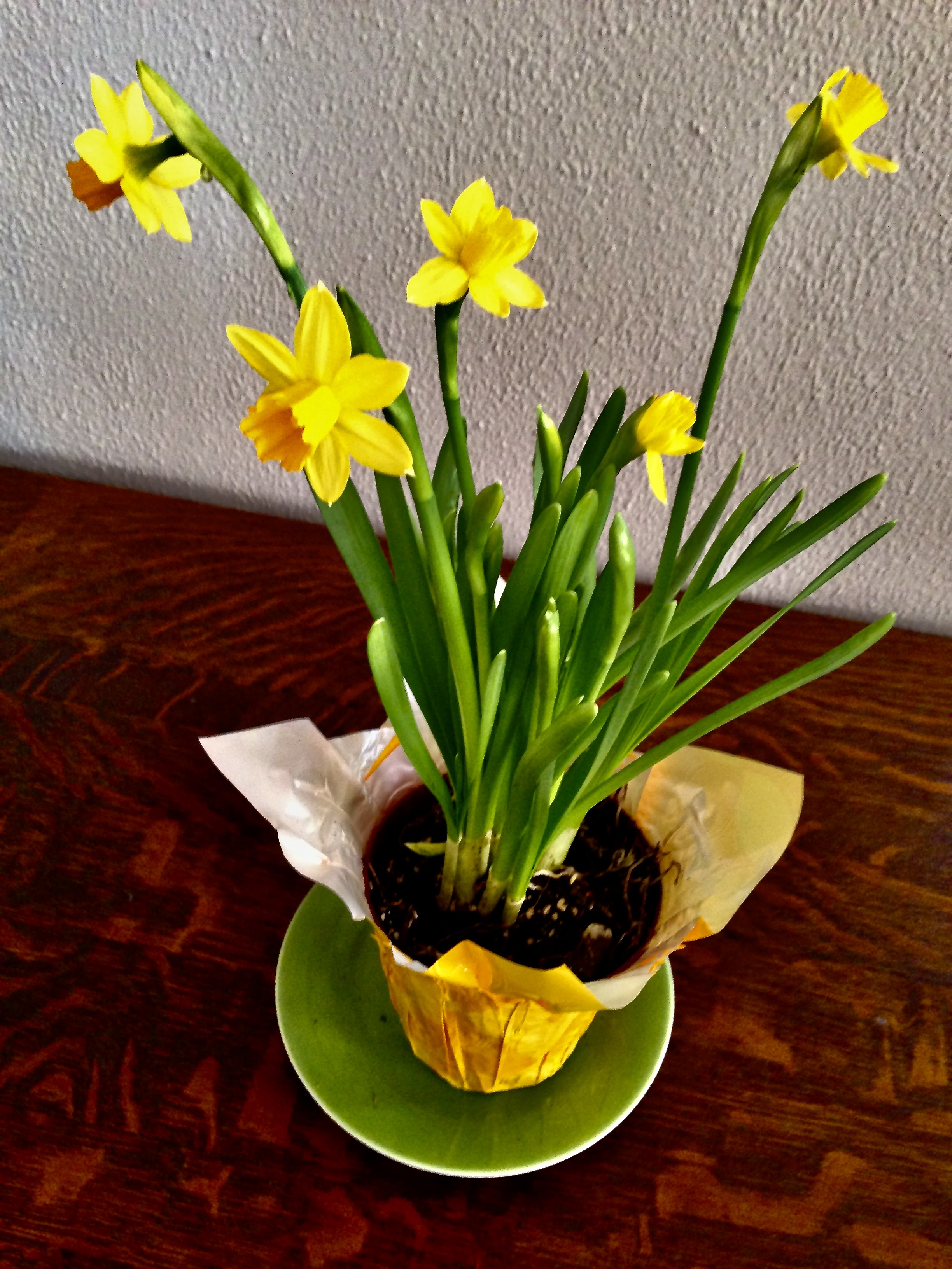 Daffodils in a vase