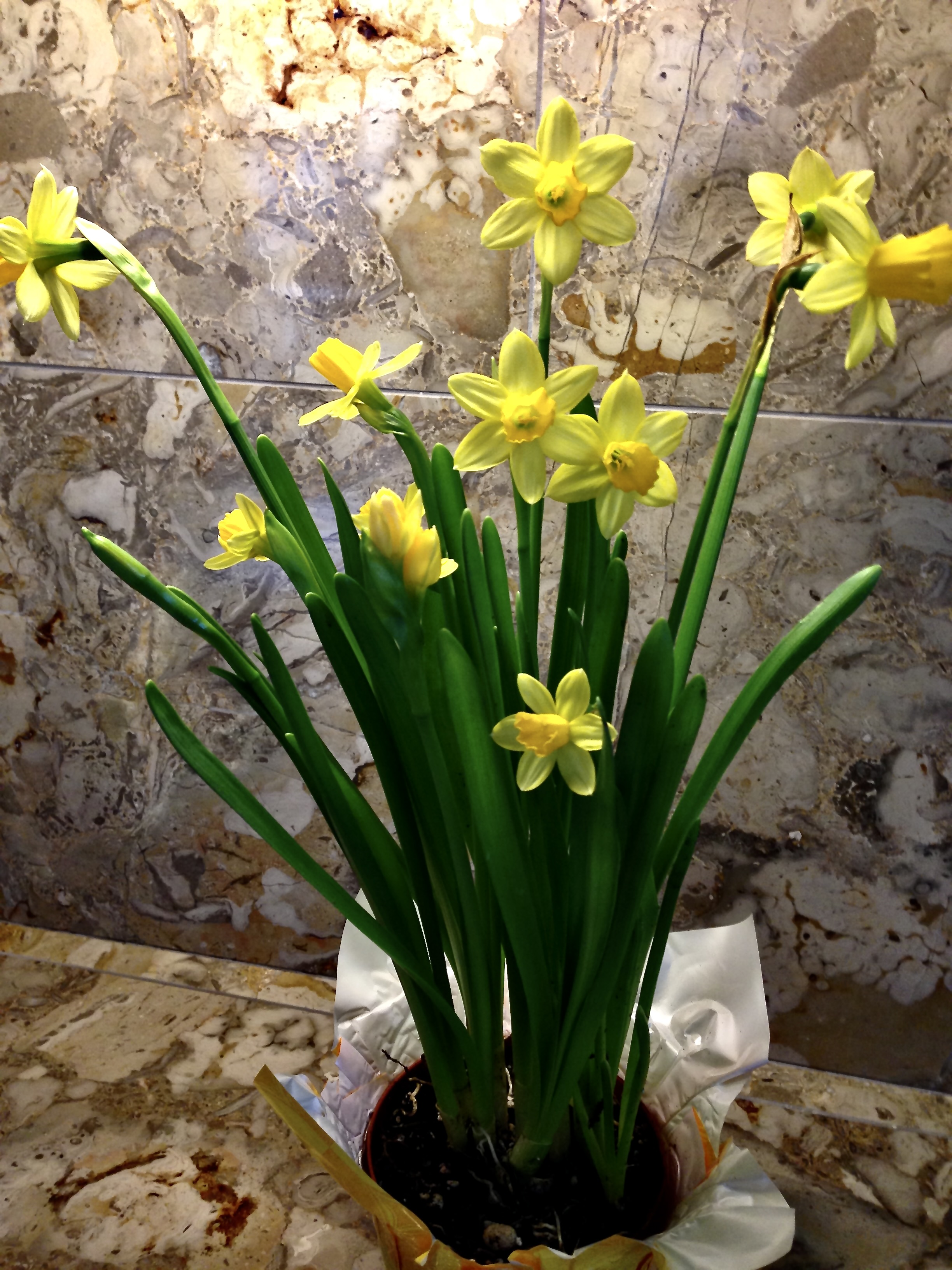 Daffodils in a vase