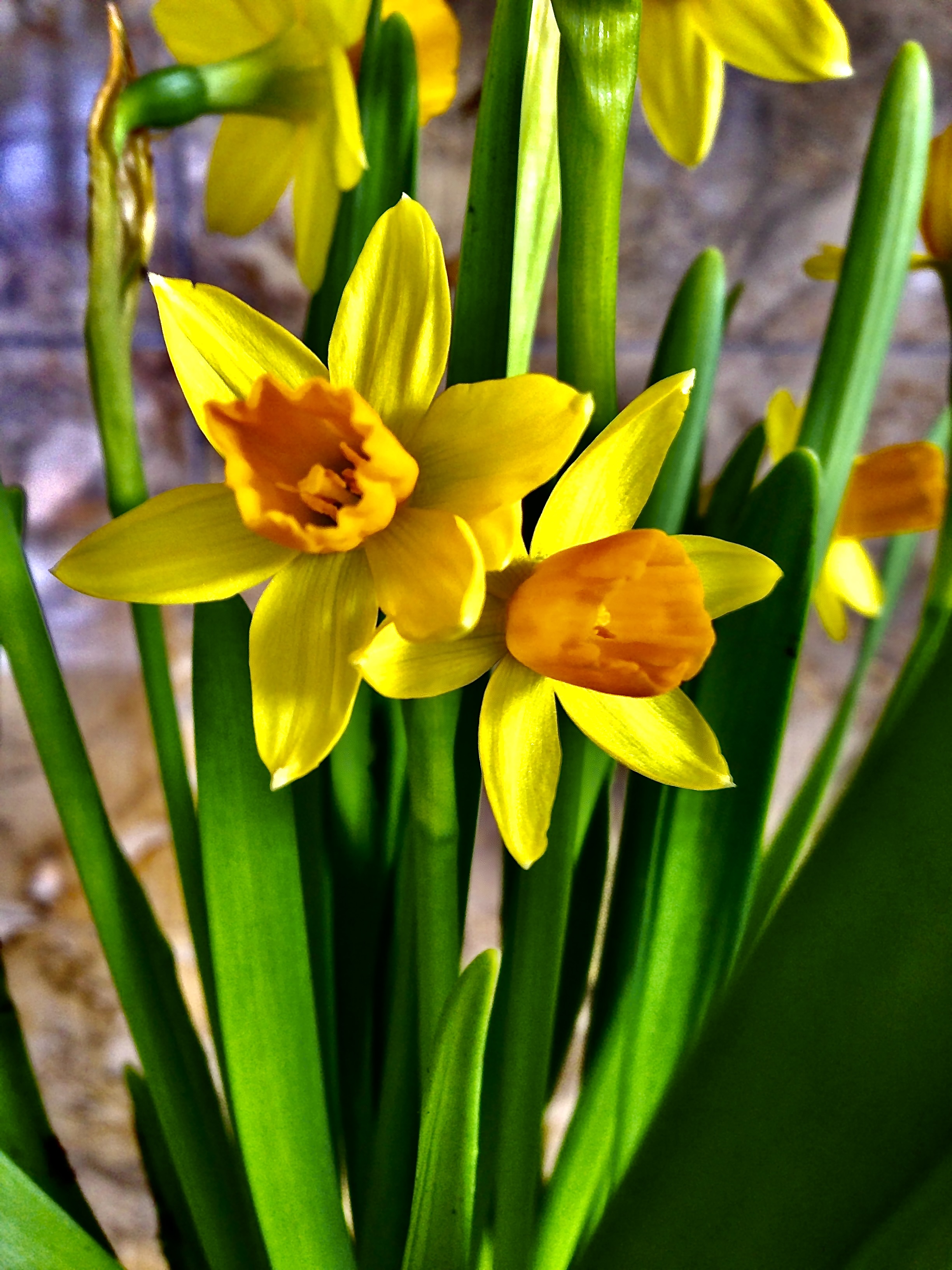 Daffodils in a vase
