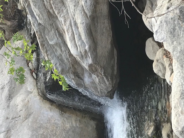 Palm trees and canyon walls