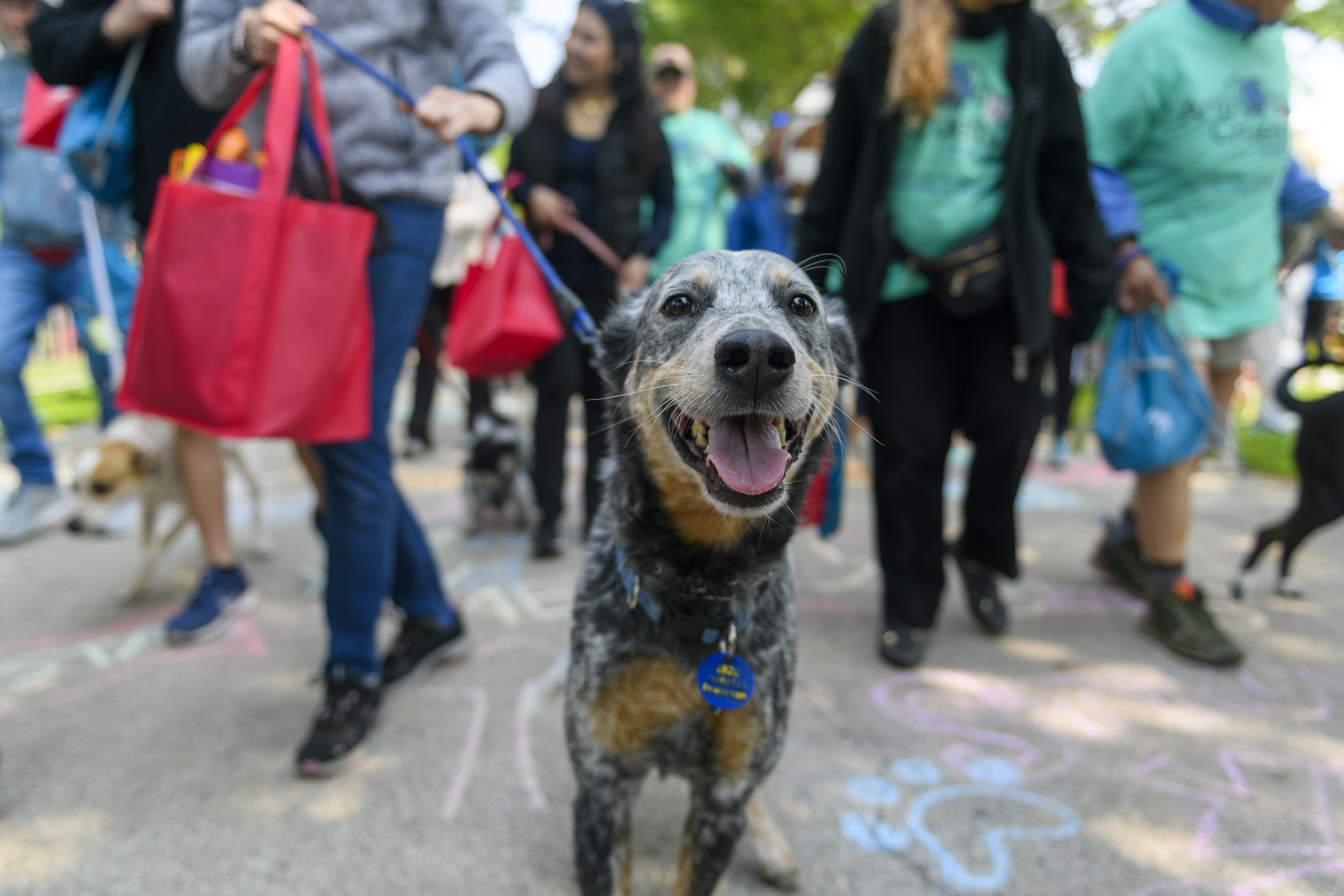 BARK: Walk for Chicago's Animals
