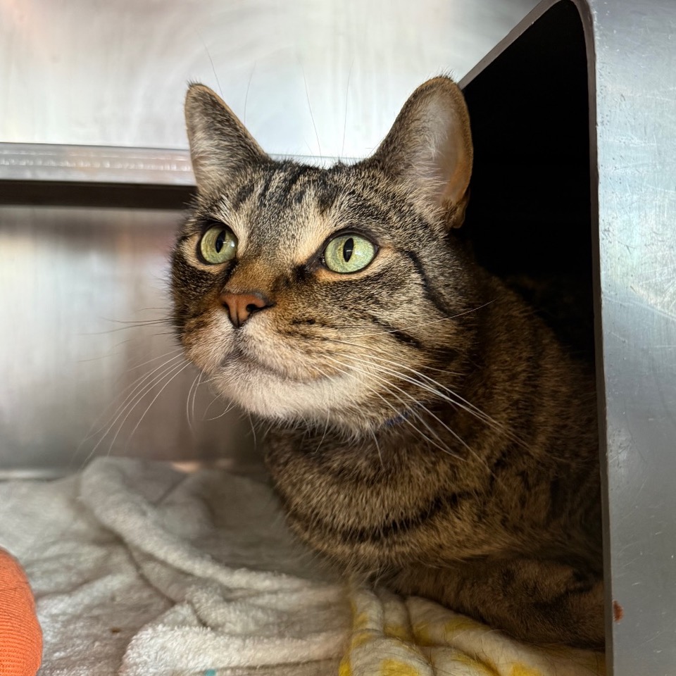 Oliver — calm curiosity