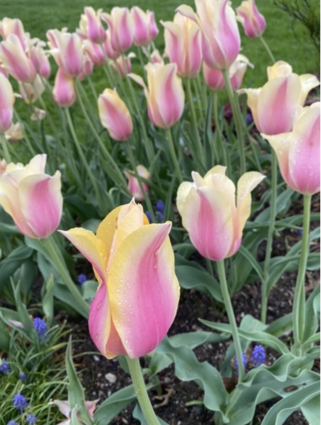 Tulips in Holland, Michigan