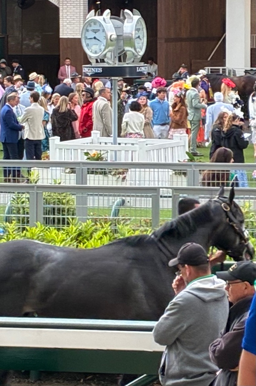 Horses in the paddock before the Kentucky Derby