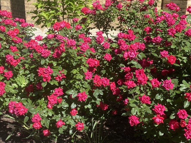 Knock Out shrub roses