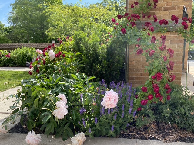 Blaze climbing rose with peonies