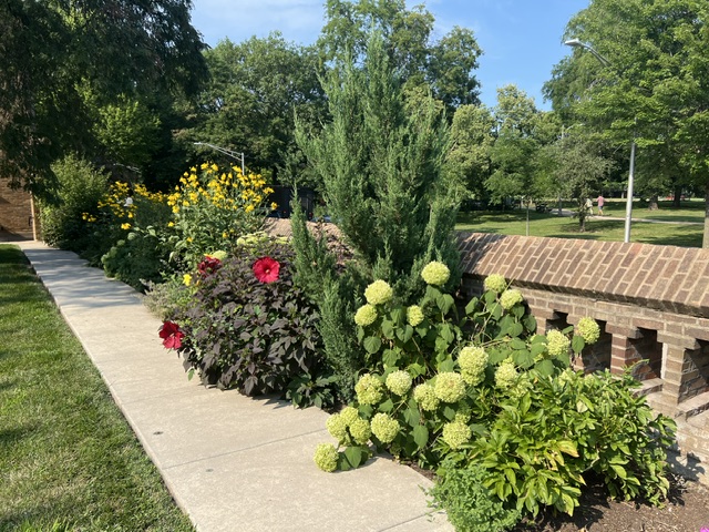 High Summer perennial Hibiscus