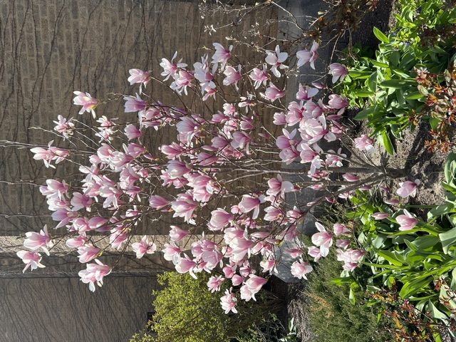 One of several new magnolia trees