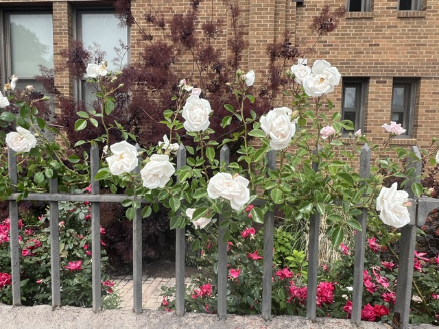 Climbing rose graces the school's parking lot fence