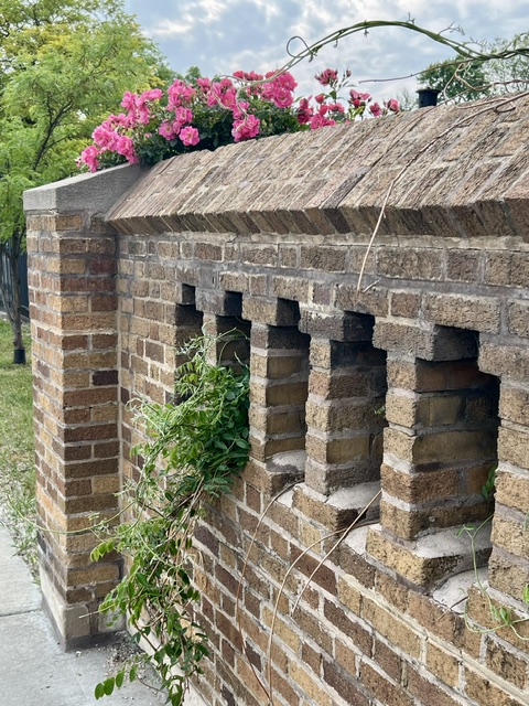 William Baffin rose along 55th Street
