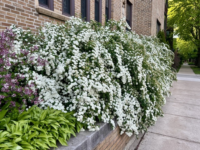 Old-fashioned bower of Bridal Wreath cascades from its planter