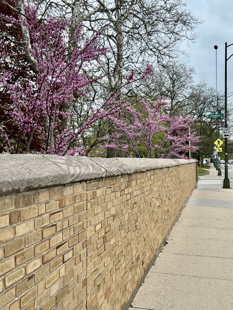 Newly planted row of Red Bud trees on Hyde Park streetscape