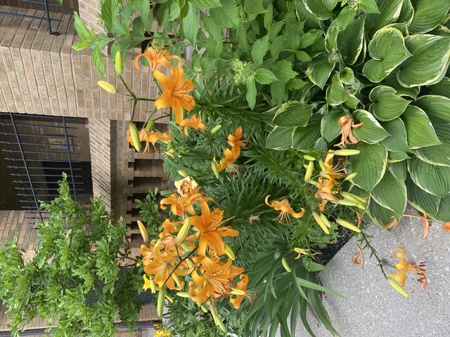 Lilies welome daily mass goers to a cloister