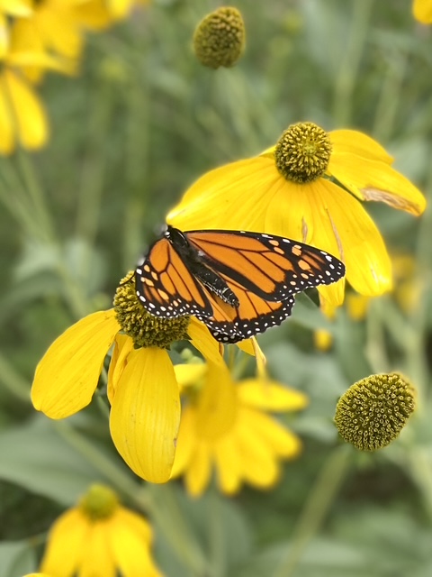 A Monarch butterfly garden visitor