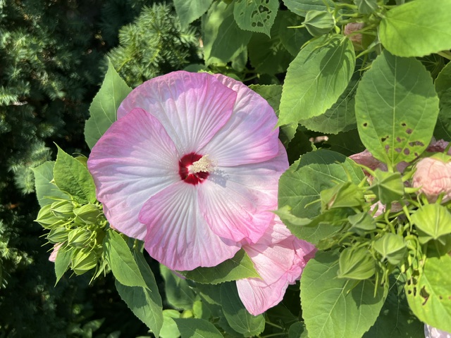 Hibiscus closeup