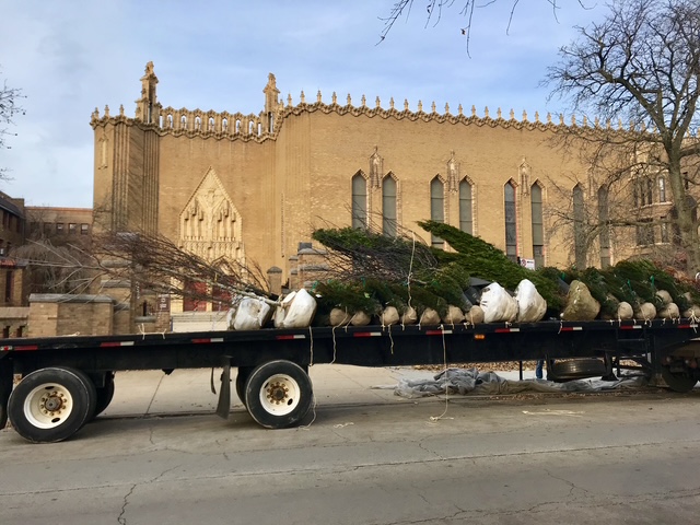 Truckload of specimen trees and shrubs