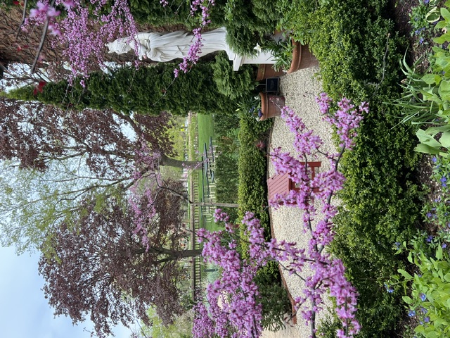 The new Contemplation Garden with Forest Pansy Cercis Canadensis