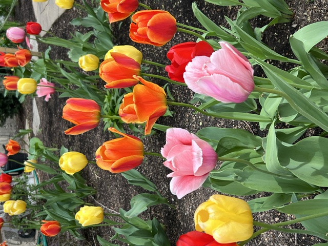 Tulips at St. Thomas the Apostle