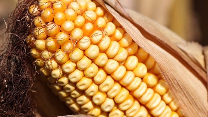 Detail of an ear of corn