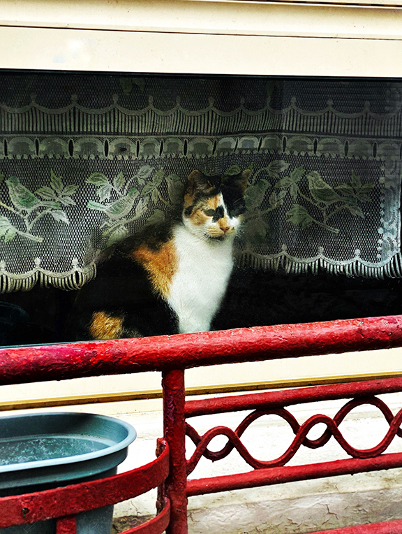 Cat photo