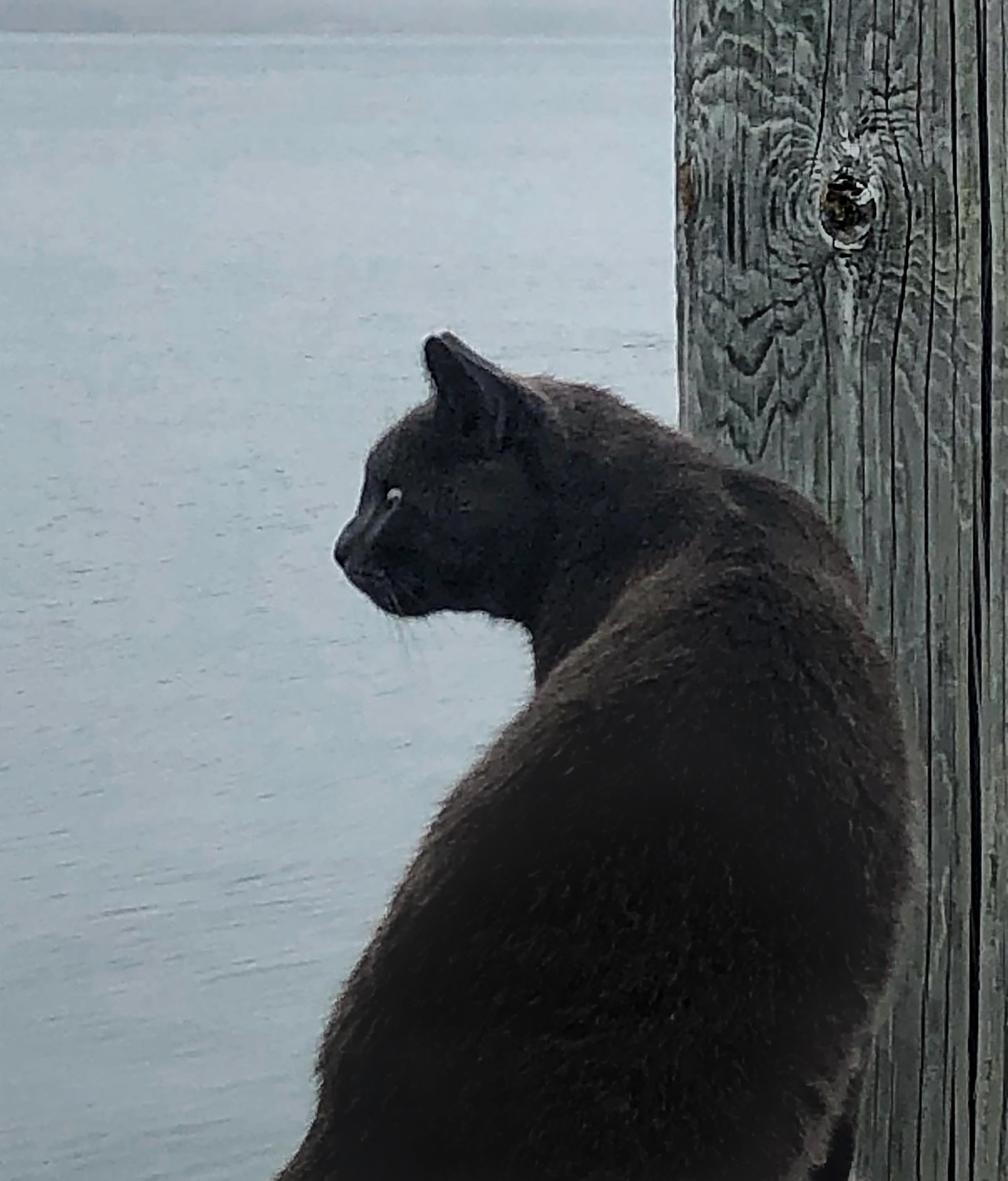 Cat photo