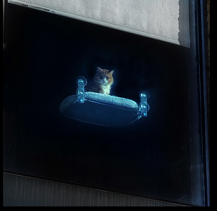Cat photo