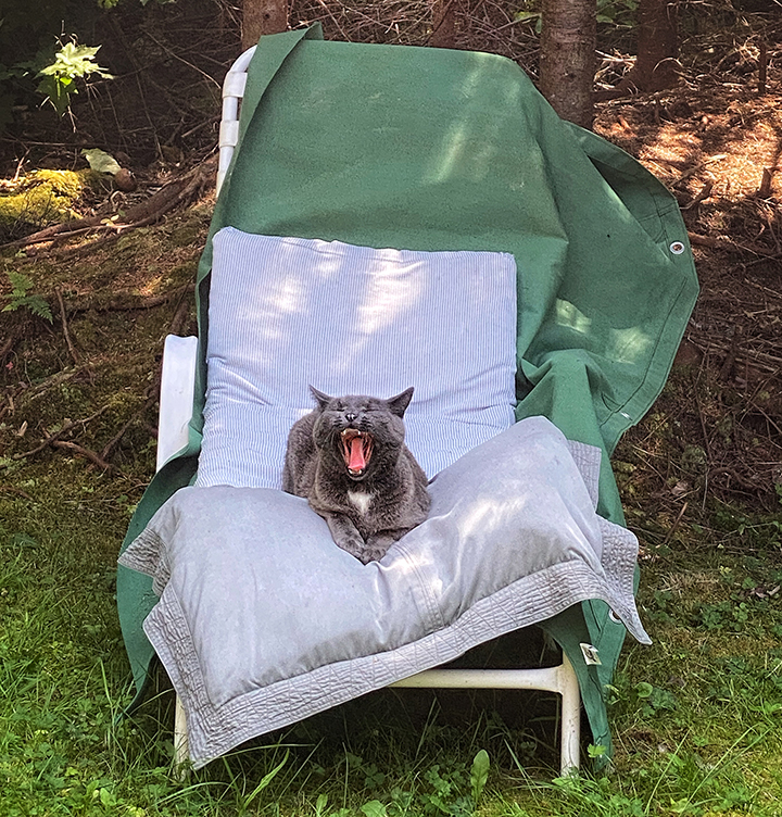 Cat photo