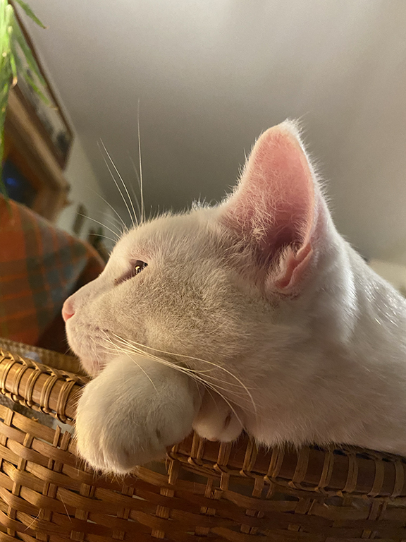 Cat photo
