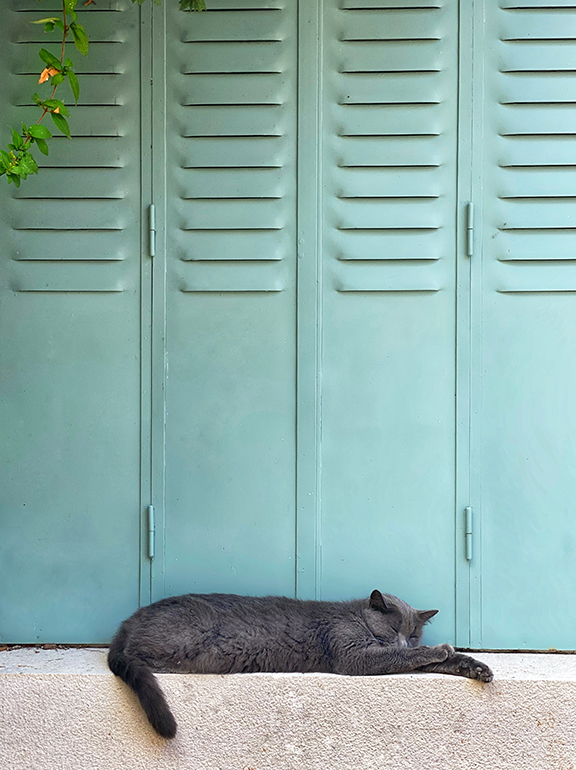 Cat photo
