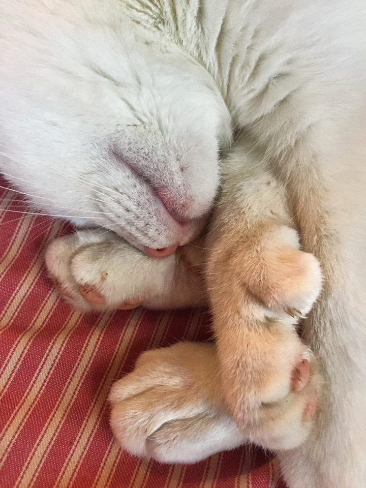 Cat photo