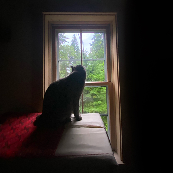 Cat photo