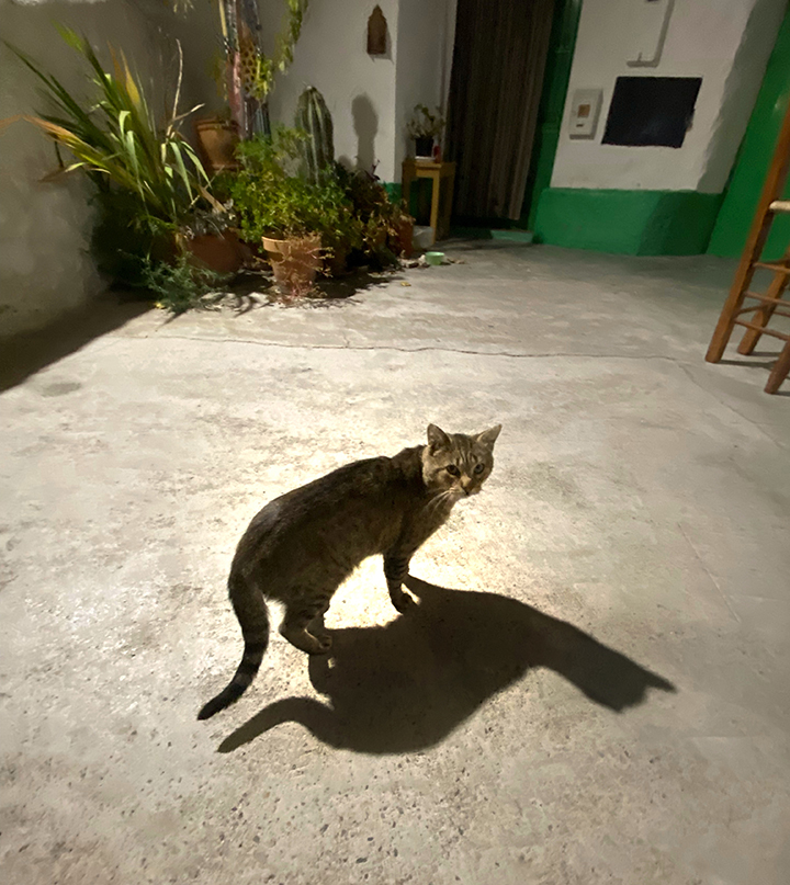 Cat photo