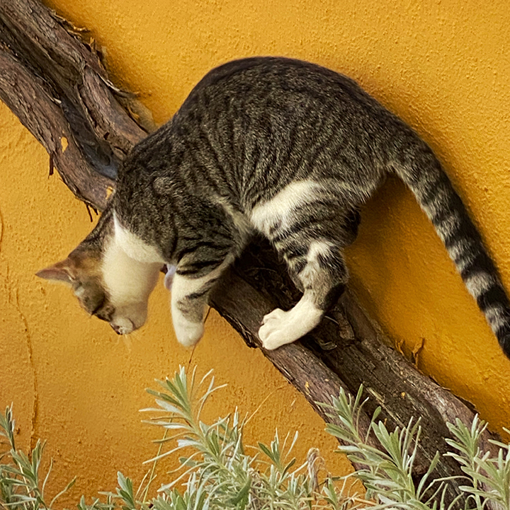Cat photo
