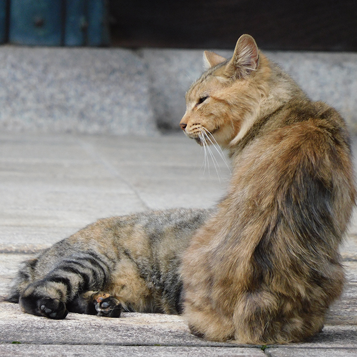Cat photo