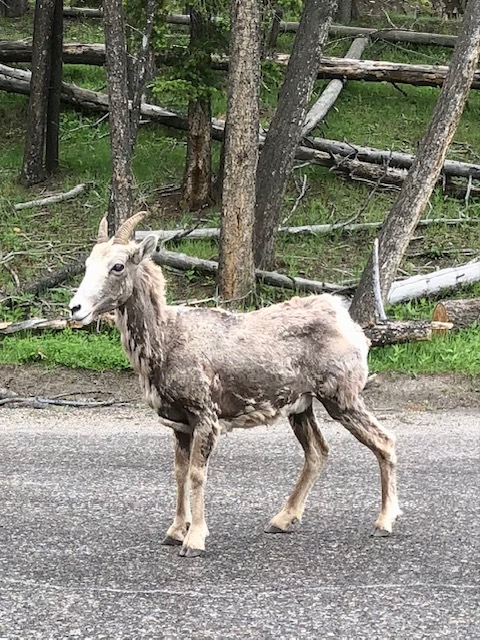Young big horn sheep licking salt from rocks