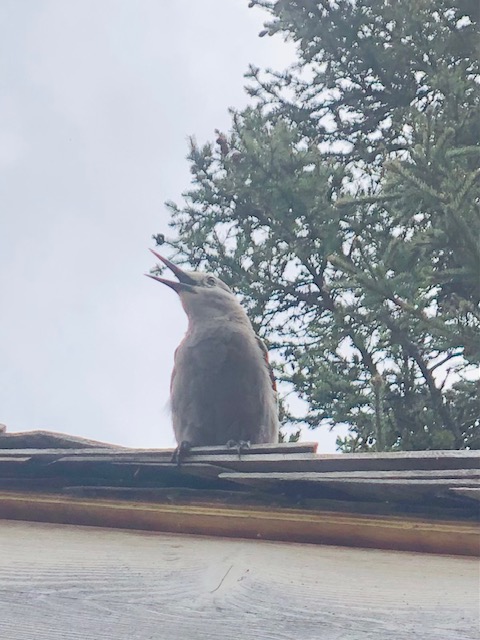 A Clark's Nutcracker