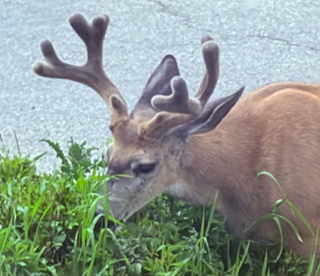 Antlers
