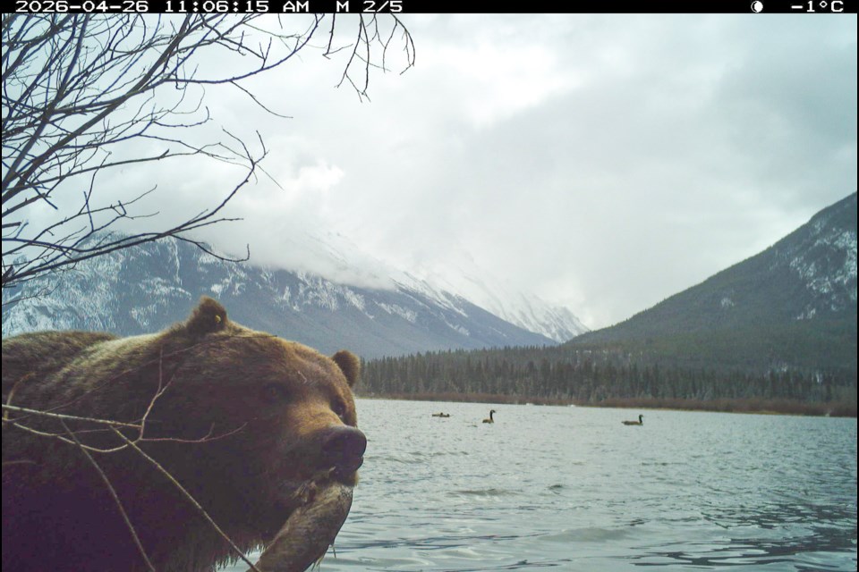 The Boss, a grizzly bear of Banff National Park