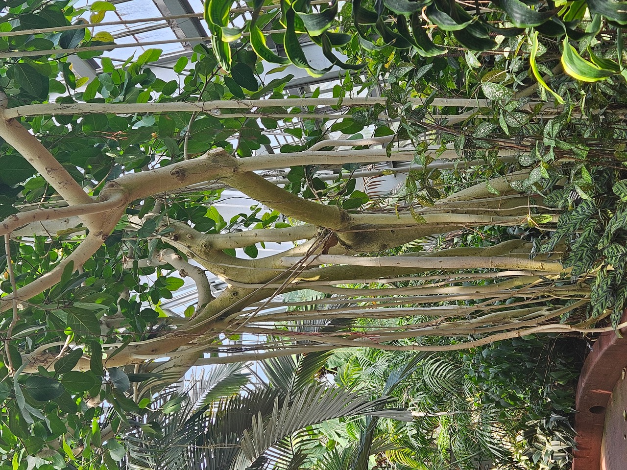 Tree at the Garfield Park Conservatory