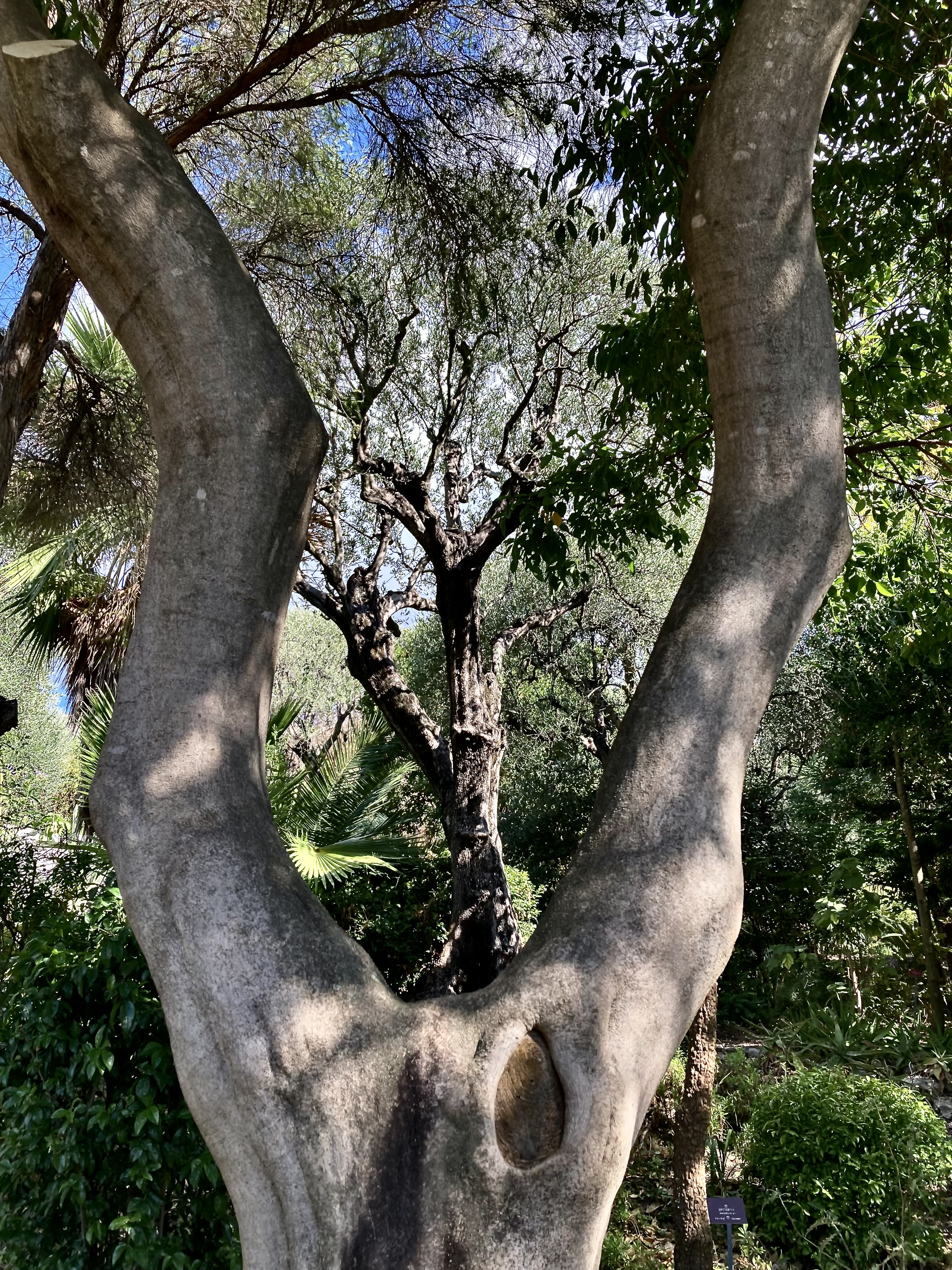 An interesting tree